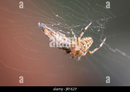 Jardin araignée avec un hoverfly emprisonné dans son site web Banque D'Images