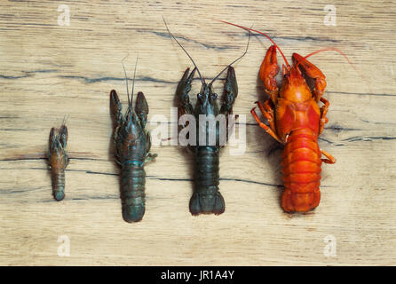 Beau vivre et bouillie langouste à un fond de bois Banque D'Images