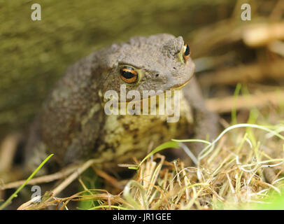 Un crapaud commun (Bufo bufo) dérangé dans son jardin. Bedgebury Forêt, Kent, UK. Banque D'Images