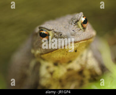 Un crapaud commun (Bufo bufo) dérangé dans son jardin. Bedgebury Forêt, Kent, UK. Banque D'Images