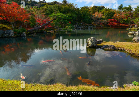 Koi de poissons colorés dans un paisible étang japonais avec feuillage d'automne se reflétant dans l'eau Banque D'Images