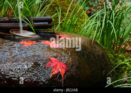 Automne feuilles d'érable rouge reste sur un tsukubai, ou d'un lavabo, d'un temple japonais Banque D'Images