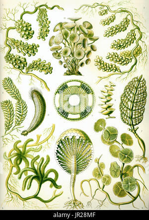 Les algues vertes de l'Ernst Haeckel Kunstformen der Natur, 1904. Banque D'Images