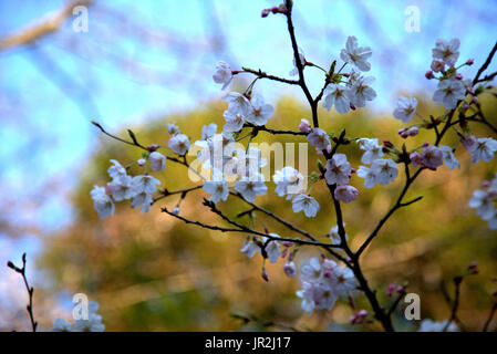 White Cherry Blossoms bloom au printemps au Japon. Printemps au Japon est tout au sujet de l'affichage le sakura en fleurs. Banque D'Images