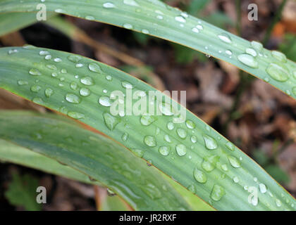 Détail de lames d'iris vert couvert de gouttes d'eau après une pluie. Banque D'Images