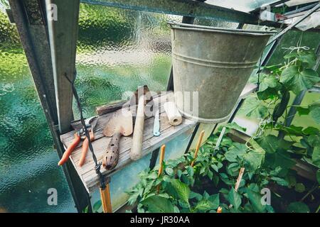 Côté jardinage, petite truelle dentelée, godet en métal et d'autres outils sur l'étagère à l'intérieur de la serre. Banque D'Images