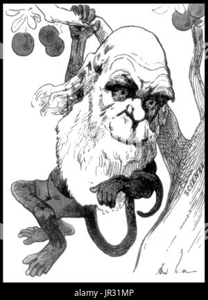 Caricature montrant Darwin comme un singe suspendu à arbre de Science. Charles Robert Darwin (12 février 1809 - 19 avril 1882) était un naturaliste anglais, géologue et biologiste. Études à l'Université de Cambridge a encouragé sa passion pour les sciences naturelles. Intrigués par la distribution géographique de la faune et des fossiles qu'il a recueillies sur le voyage de cinq ans sur le HMS Beagle, Darwin a commencé des études détaillées et en 1838 conçu sa théorie de la sélection naturelle. Bien qu'il a discuté de ses idées avec plusieurs naturalistes, il avait besoin de temps pour une recherche et ses travaux géologiques avaient avant Banque D'Images