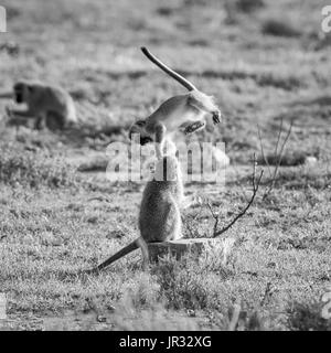 Les singes vervet jouant dans le sud de la savane africaine Banque D'Images