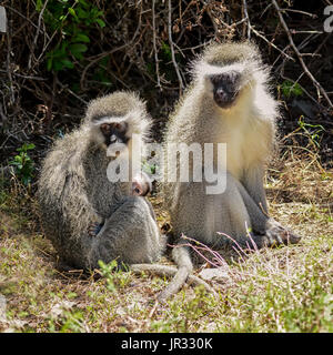 Les singes vervet avec un bébé assis dans le sud de la savane africaine Banque D'Images