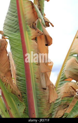 Ensete ventricosum endommagé par le gel, les feuilles de palmier bananier d'Abyssinie contre isolé sur fond blanc Banque D'Images