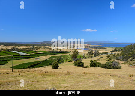 Vignobles autour de la ville de Apslawn sur autoroute Tasman sur la côte Est de la Tasmanie, Australie Banque D'Images