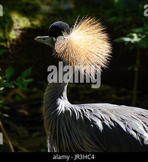 Grue couronnée grise avec tête exotique nom scientifique, plumage Balearica regulorum Banque D'Images