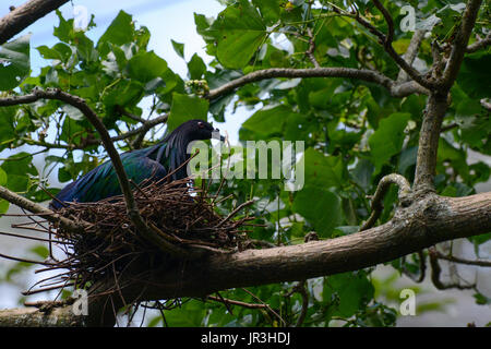 Pigeon Nicobar assis sur un nid fait de brindilles, de nom d'oiseaux scientifique Caloenas nicobarica Banque D'Images