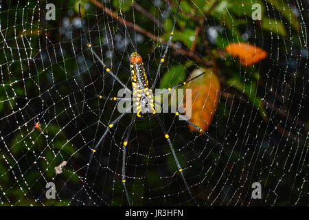 Gros plan du géant femelle golden orb weaver spider hanging on web, Nephila pilipes nom scientifique Banque D'Images