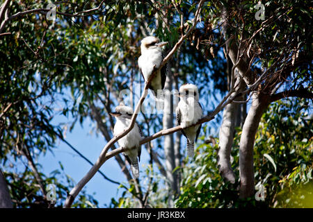 Trois indigènes d'Australie kookaburra oiseaux kingfisher en eucalyptus gum tree Banque D'Images