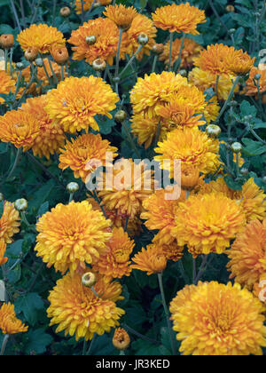 Chrysanthemum 'Dixter Orange' en bordure de jardin Banque D'Images