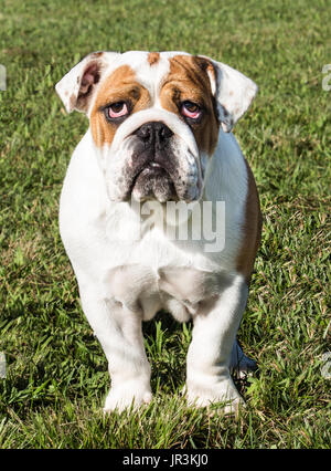 Bulldog Anglais pure race chien debout sur l'herbe Banque D'Images