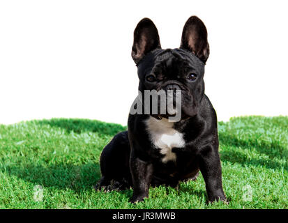 Chiot Bouledogue Français pure race chien assis sur l'herbe verte Banque D'Images