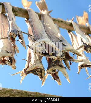 Stockfish accrochée à un flocon de poissons dans les Lofoten, Norvège Banque D'Images