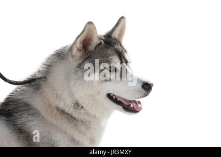 Husky pure race chien portrait isolé sur fond blanc Banque D'Images