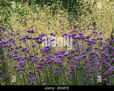 Verbena bonariensis et l'herbe en bordure de jardin Stipa giganta Banque D'Images