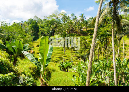 Vue sur les terrasses de riz de Tegallalang près de Ubud, Bali, Indonésie. Banque D'Images