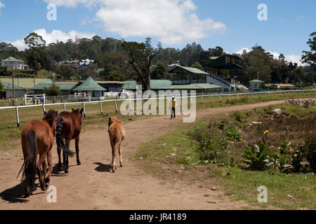 Turf Club royal hill country Nuwara Eliya Sri lanka province centrale Banque D'Images