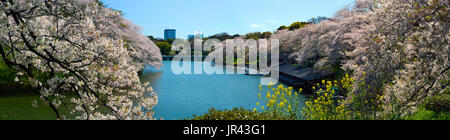 Large panorama de Chidorigafuchi douves et de fleurs de cerisier à Tokyo, Japon Banque D'Images