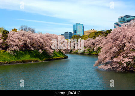 Les fleurs de cerisier au printemps sur les arbres au bord de l'emblématique Chidorigafuchi Moat à Tokyo, Japon Banque D'Images