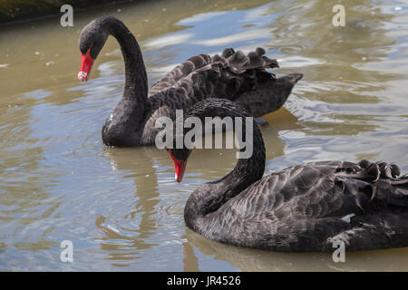 Paire de cygnes noirs à Slimbridge Banque D'Images