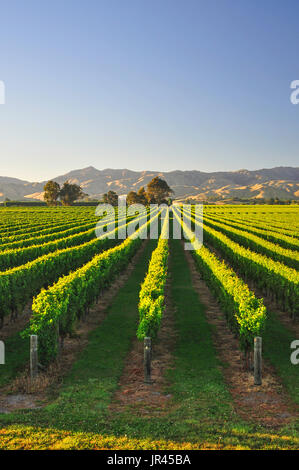 Rangées de vignes au lever du soleil, vignoble de Marlborough, vallée de Wairau, Blenheim, région de Marlborough, île du Sud, Nouvelle-Zélande Banque D'Images