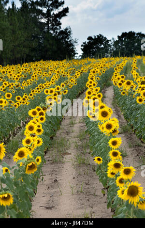 Feild tournesol,Columbia South Carolina USA Banque D'Images