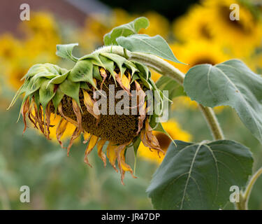 Feild tournesol,Columbia South Carolina USA Banque D'Images