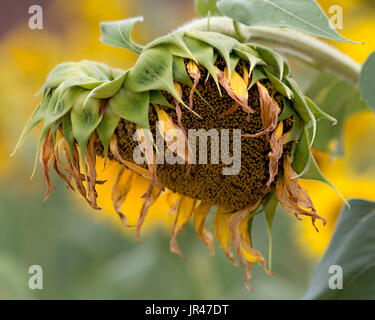 Feild tournesol,Columbia South Carolina USA Banque D'Images