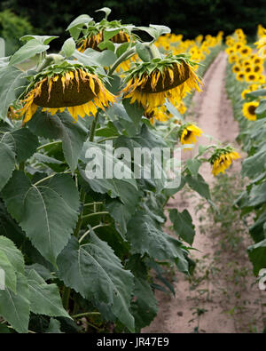 Feild tournesol,Columbia South Carolina USA Banque D'Images