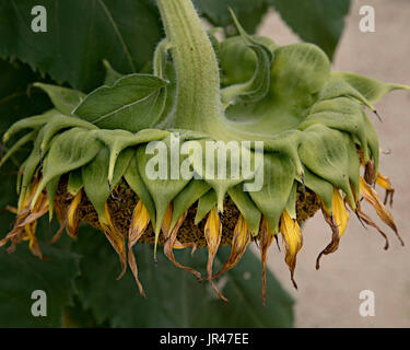 Feild tournesol,Columbia South Carolina USA Banque D'Images