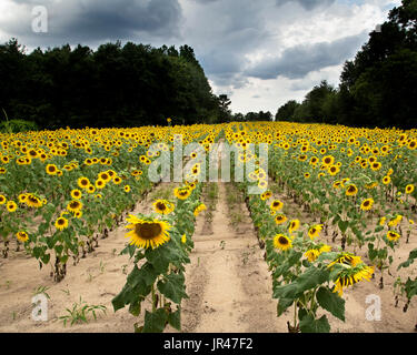 Feild tournesol,Columbia South Carolina USA Banque D'Images