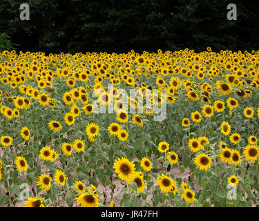 Feild tournesol,Columbia South Carolina USA Banque D'Images