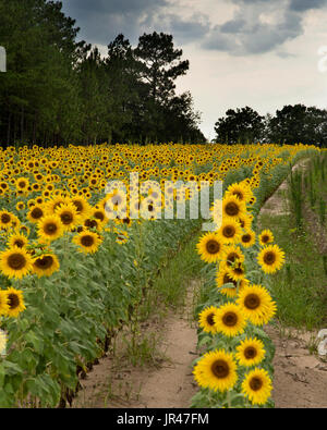 Feild tournesol,Columbia South Carolina USA Banque D'Images