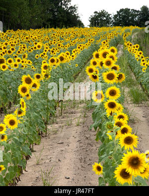 Feild tournesol,Columbia South Carolina USA Banque D'Images