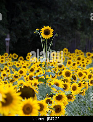 Feild tournesol,Columbia South Carolina USA Banque D'Images