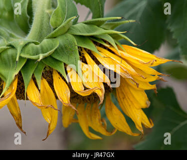 Feild tournesol,Columbia South Carolina USA Banque D'Images