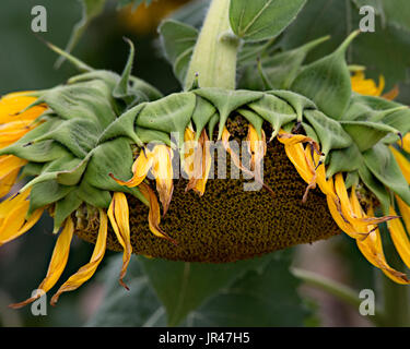 Feild tournesol,Columbia South Carolina USA Banque D'Images