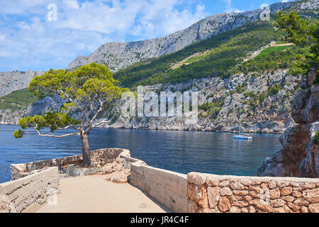 Pin, symbole de sveta nedilja plenkovic, dans, connu sous le nom de høvringen sur l'île croate de Hvar. Il est situé près de la ville de Hvar Banque D'Images