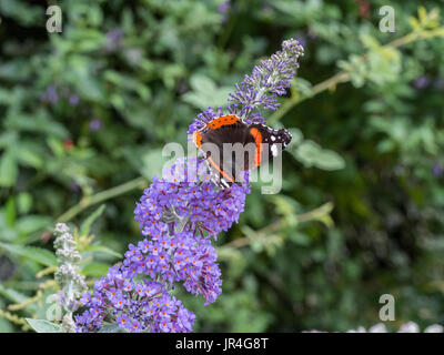 L'amiral rouge alimentation papillon sur une fleur Buddleja Banque D'Images
