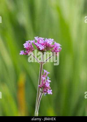 Gros plan d'une fleur de Verbena bonariensis Banque D'Images