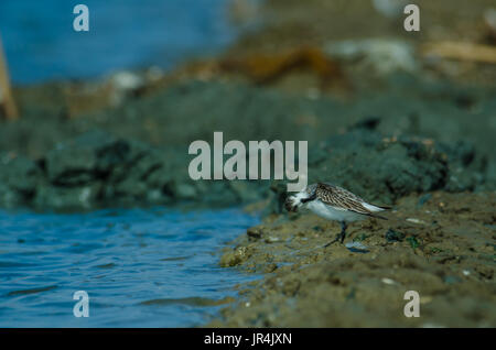 Spoon-billed Sandpiper (Calidris pygmaea) dans la nature en Thaïlande Banque D'Images