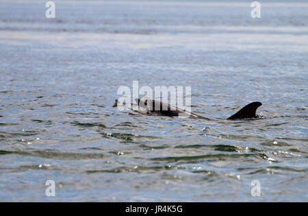 Grand dauphin la capture de poissons dans le Moray Firth, Ecosse Banque D'Images