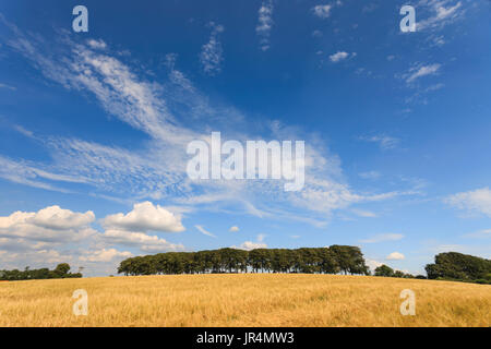 Une rangée d'arbres au bord d'un champ d'orge. Banque D'Images