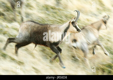 Appenneuf chamois, Parc national de Gran Sasso, Campo Imperatore, Majella. Banque D'Images